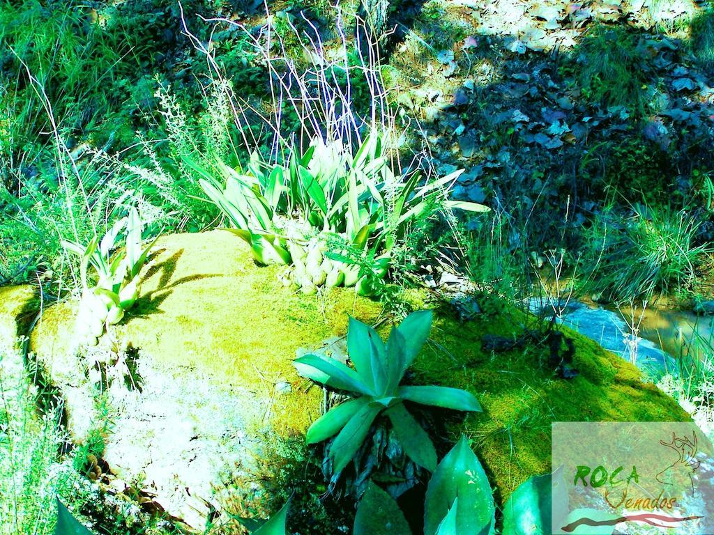 Rocavenados Mascota Ngoại thất bức ảnh